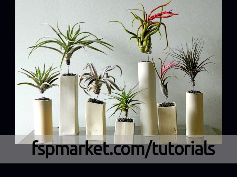 6 Creative Ideas For Displaying Air Plants In Your Home - Plant display  ideas, Air plants, Air plant display