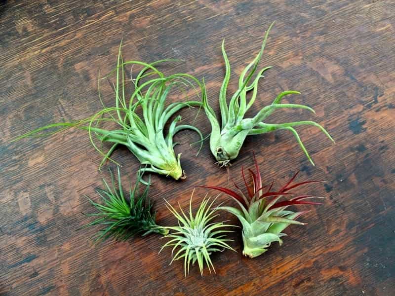 6 Creative Ideas For Displaying Air Plants In Your Home