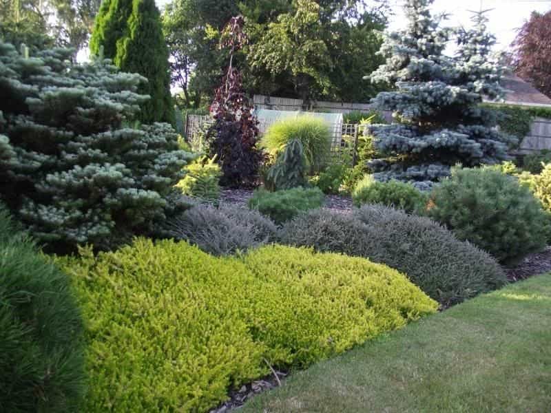 6 Excellent Dwarf Conifer Shrubs Plants, Seeds  Bulbs Plants  Seedlings  fceusa.com