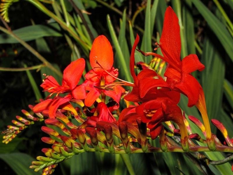 6 Orange Crocosmia Iris Bulbs Corms Montbretia Iridaceae - Etsy