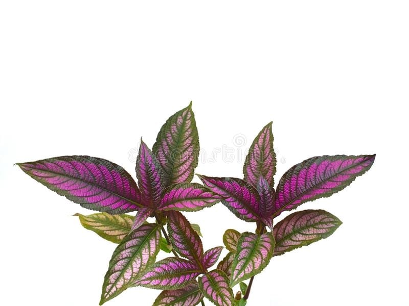 6 Purple Persian Shield Plant-strobilanthes Dyeriana Royal - Etsy