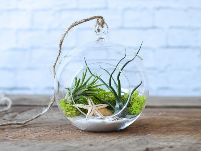 7 Creative Air Plant Display Ideas - Omysa