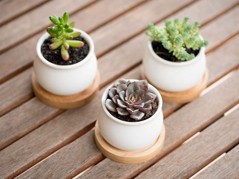 7 Gift Ideas for Plant Lovers - The Anastasia Co