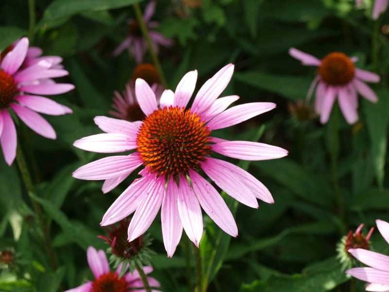 7 Reasons Why You Should Grow Purple Coneflowers - Dengarden