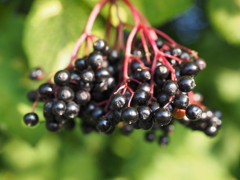 7 Top Elderberry Varieties to Grow in Your Backyard - Gardener's Path