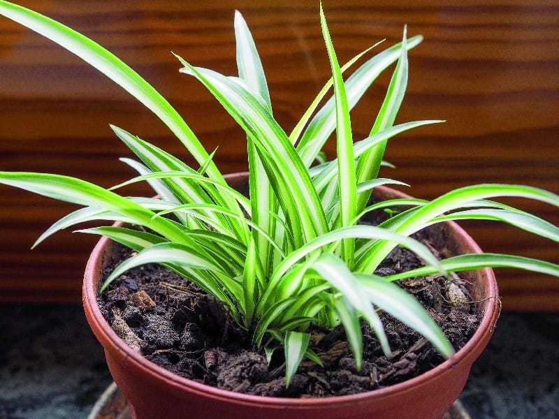 7 best low-maintenance indoor plants, according to experts