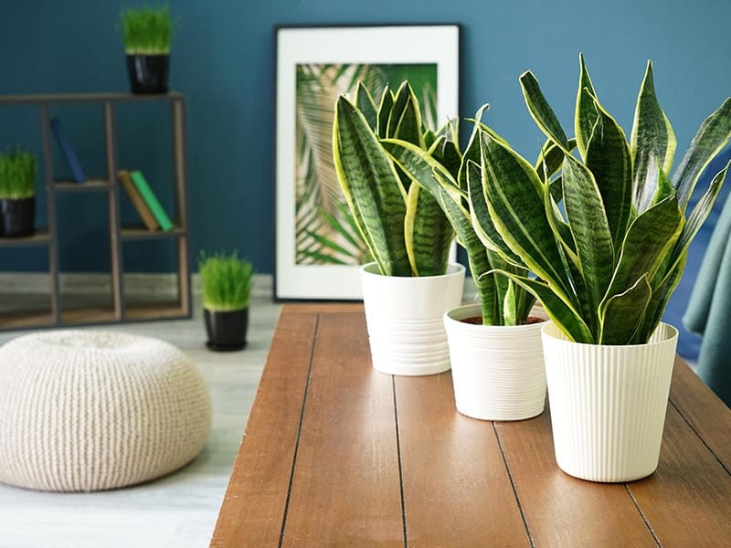 7 low-maintenance indoor plants that you probably won't kill