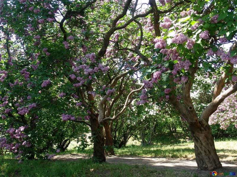 8 Dwarf Lilac ideas - dwarf lilac, lilac bushes, lilac