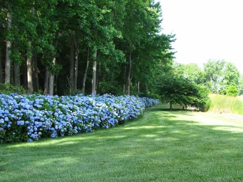8 Small-Flowering Shrubs  Bushes For Gardens - Horticulture™