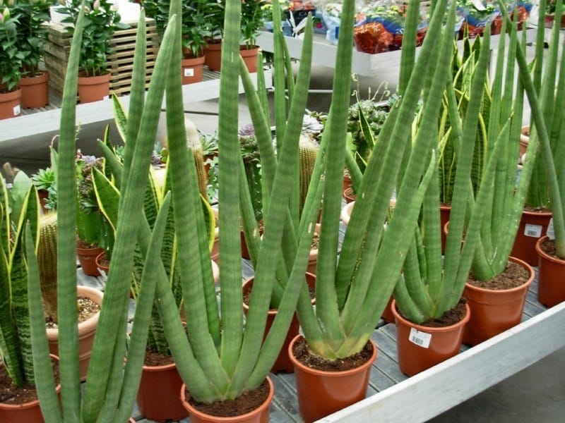 8 Types of Snake Plant - Most Popular Sansevieria Varieties - Types of snake,  Snake plant, Sansevieria plant