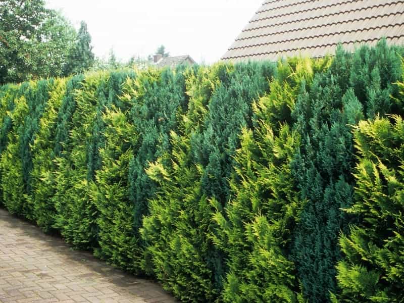 8 Yews ideas - conifers, taxus baccata, plants