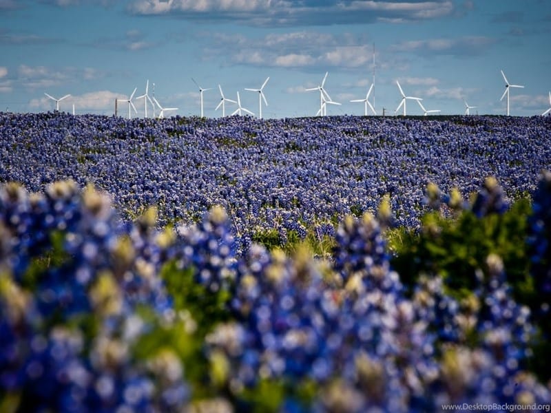 8 of the best places to see bluebonnets in the Houston area