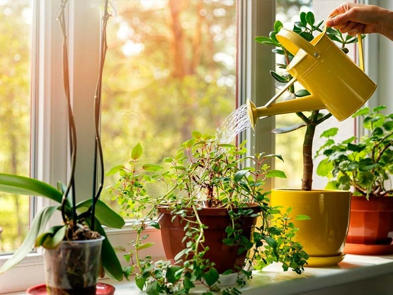 9 Low-Risk High-Reward Indoor Plants — Seattle's Favorite Garden Store  Since 1924 - Swansons Nursery