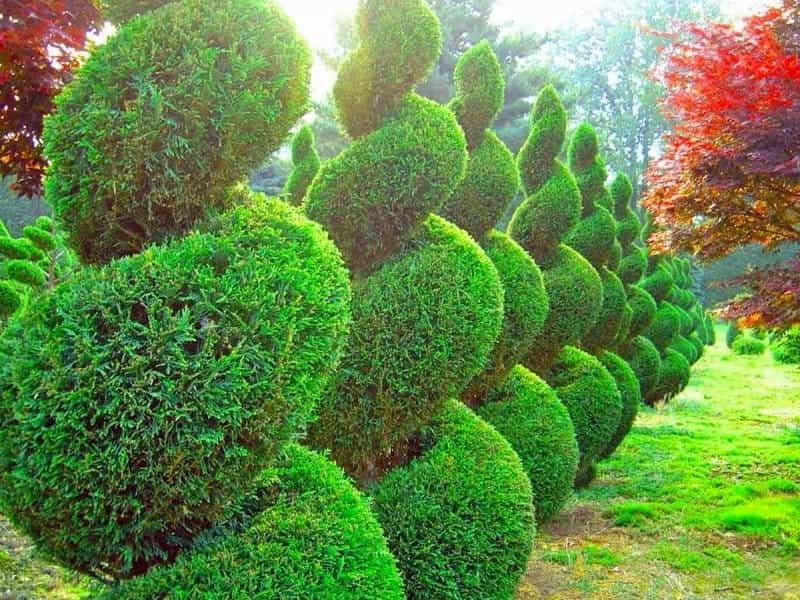 9 Reasons to Use Evergreen Shrubs in Your Garden - Dengarden