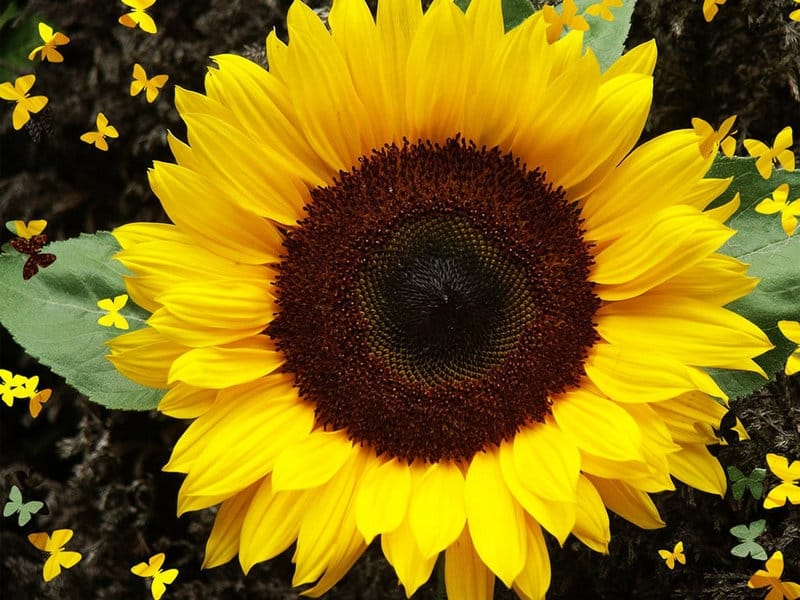 9 Texas Sunflower Fields + Farms (That You Can Actually Visit!)