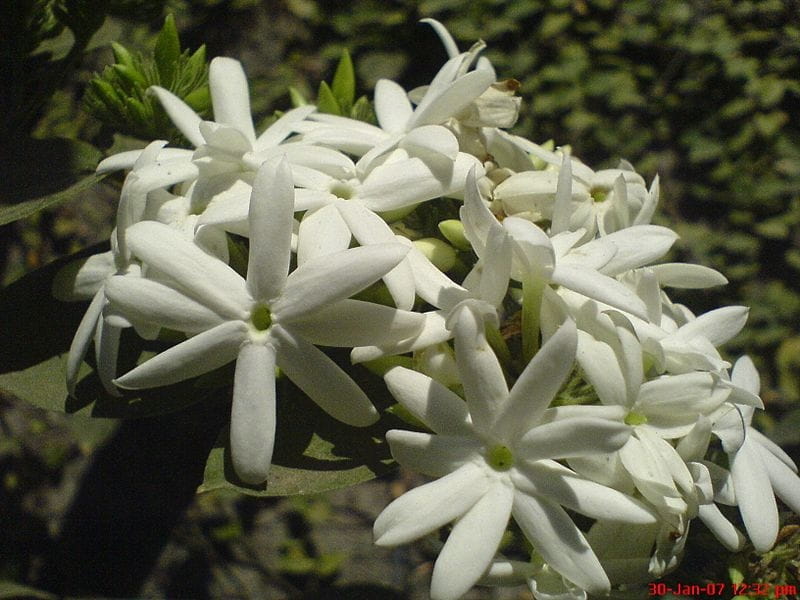 A. B. Strong, Common Jasmine. - Philadelphia Print Shop West