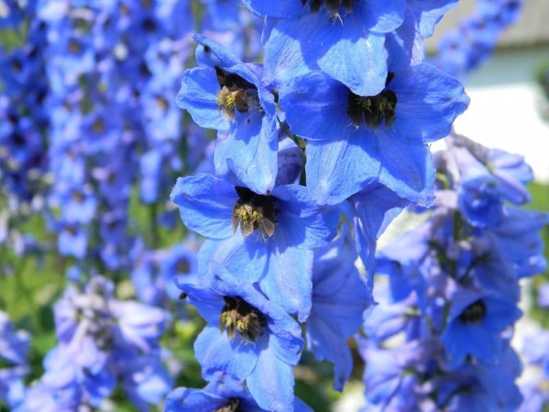 ABSeeds: Delphiniums: Seeds, seeds, more seeds and plants