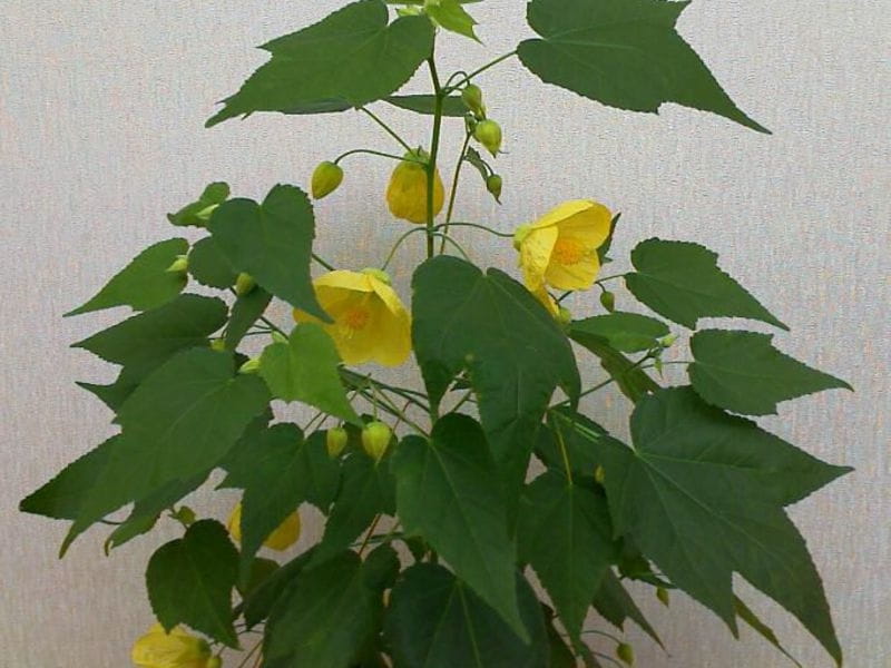 ABUTILON 'Tiger Eye' - emerisa gardens