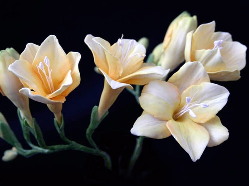 A Beautiful Closeup Of A White Freesia Flower With Shallow Depth Of Field.  Spring Flowers Near The Window. Romantic Look. Stock Photo, Picture And  Royalty Free Image. Image 97947429.