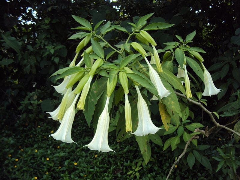 A Big Tree With Datura Flowers. Stock Photo, Picture And Royalty Free  Image. Image 87899093.