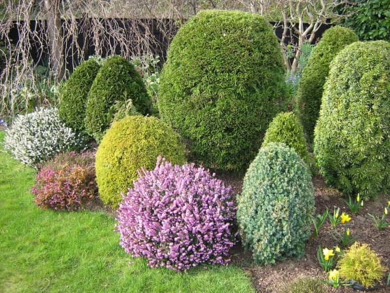 A Dwarf Conifer With Blue Needles - Horticulture