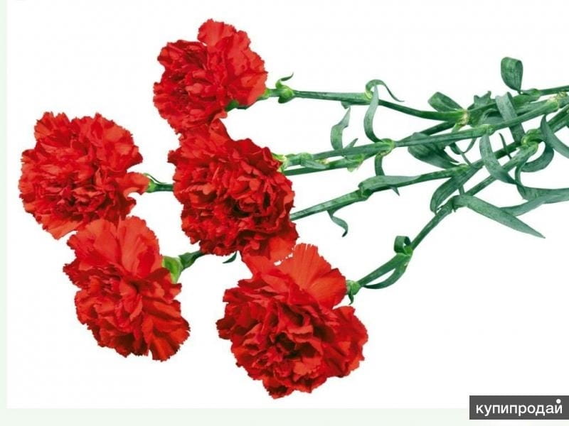 A Guide to Growing Carnations - FTD.com
