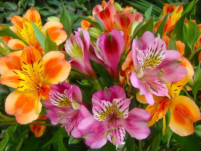 ALSTROEMERIA BURGUNDY - Wholesale Bulk Flowers - Cascade Floral