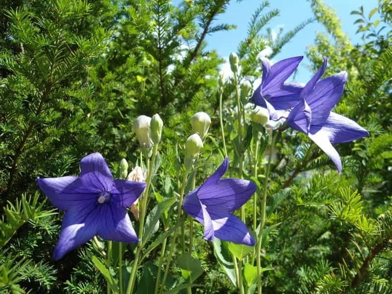 A Lots of Elegant Summer Bellflowers or Campanula Stock Image - Image of  beauty, bellflower: 198068565