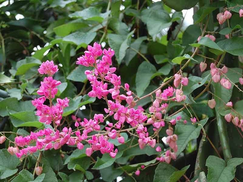 ANTIGONON LEPTOPUS Coral Vine Queen's Crown Queen's - Etsy