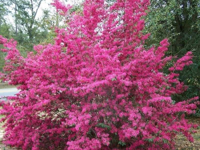 About Chinese Fringe Plants - Tips For Growing Loropetalum Shrubs