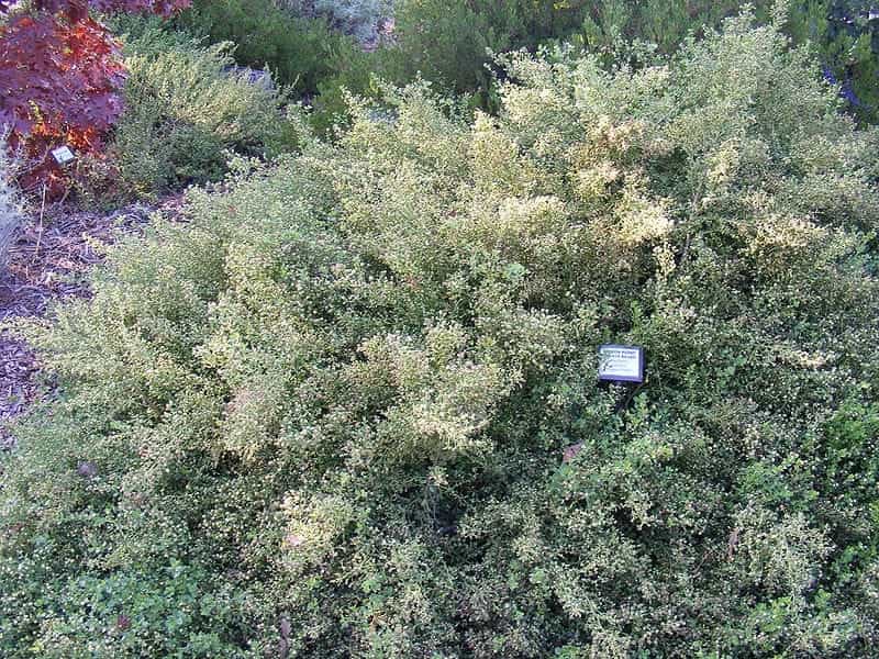 About Coyote Bushes - Tips And Information For Growing Bush Baccharis