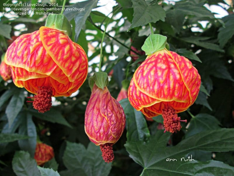 Abutilon 'Red Tiger' - Flowering Maple (4.5\