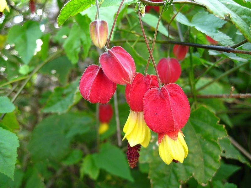 Abutilon 'Savitzii' - Flowering Maple (4.5\