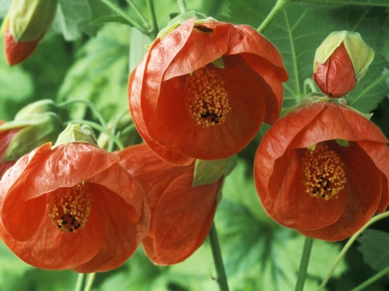 Abutilon - Wikipedia