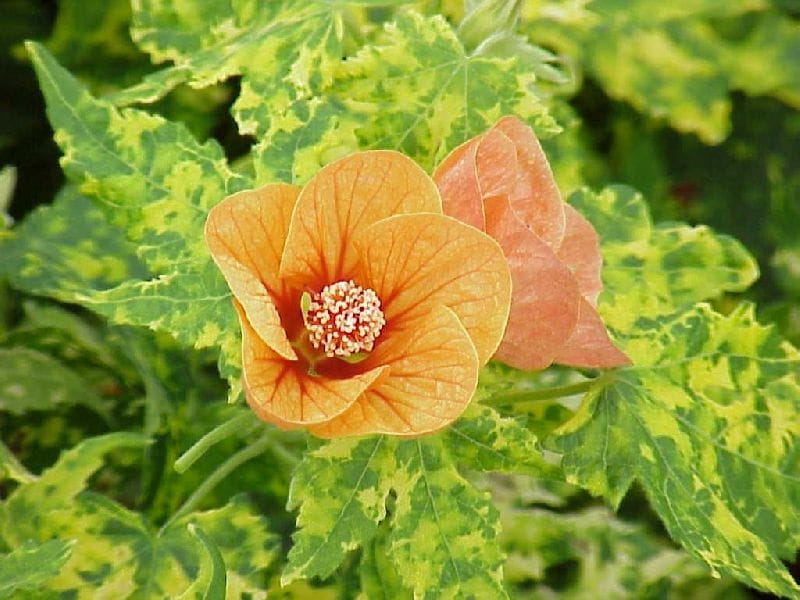 Abutilon Hybride - Flowering Maple, Weeping Maple, Chinese Lantern - FLORA  TOSKANA