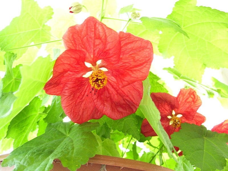 Abutilon Hybridum Var Variegated- Flowering Maple - Buy Plants Online -  Pakistan Online Nursery
