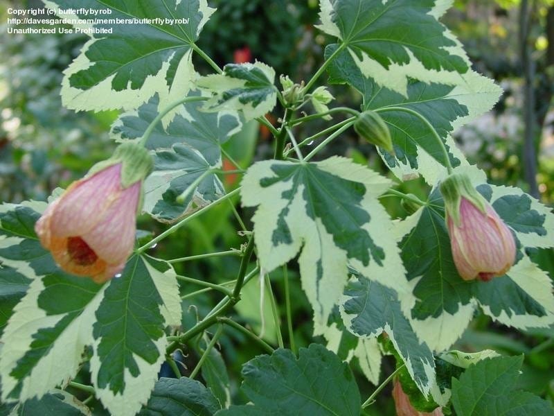 Abutilon Megapotamicum Flowering Maple Shrub Red Yellow Fresh Flowers  Callianthe Stock Photo by ©LifeCollectionPhotography 457927086