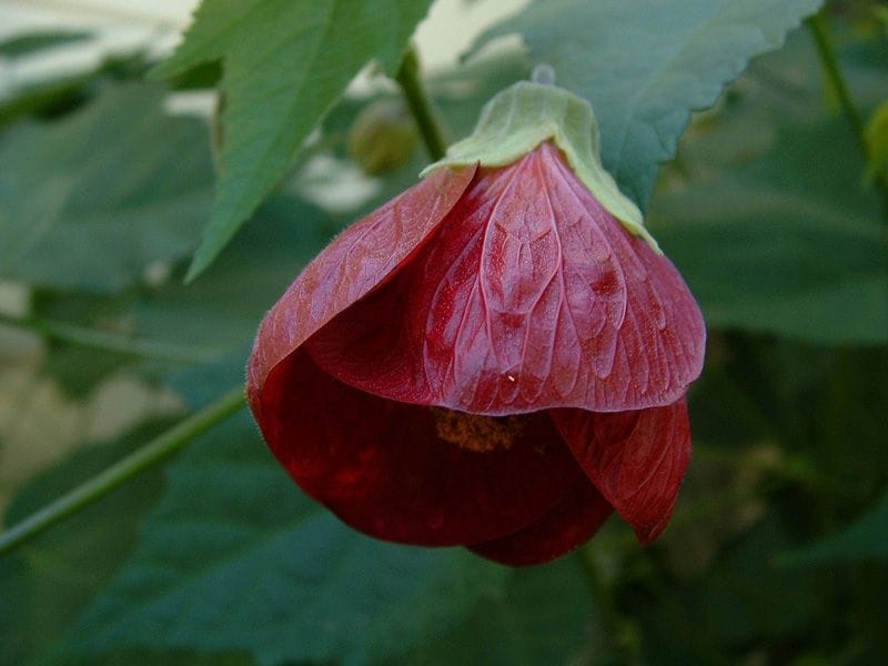 Abutilon White Flowering Maple - ABUTILON OR FLOWERING MAPLE