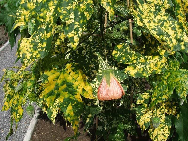 Abutilon X Hybridum, Flowering Maple, Chinese Lantern Stock Photo - Image  of lantern, abutilon: 146574300