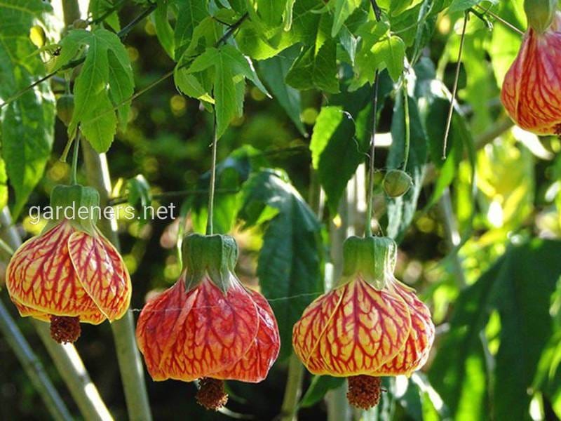 Abutilon megapotamicum 'Little Shrimp' - Flowering Maple (4.5\