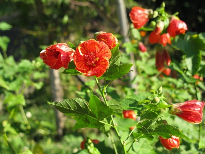 Abutilon pictum 'Thompsonii' - Thompson Flowering Maple - PlantMaster
