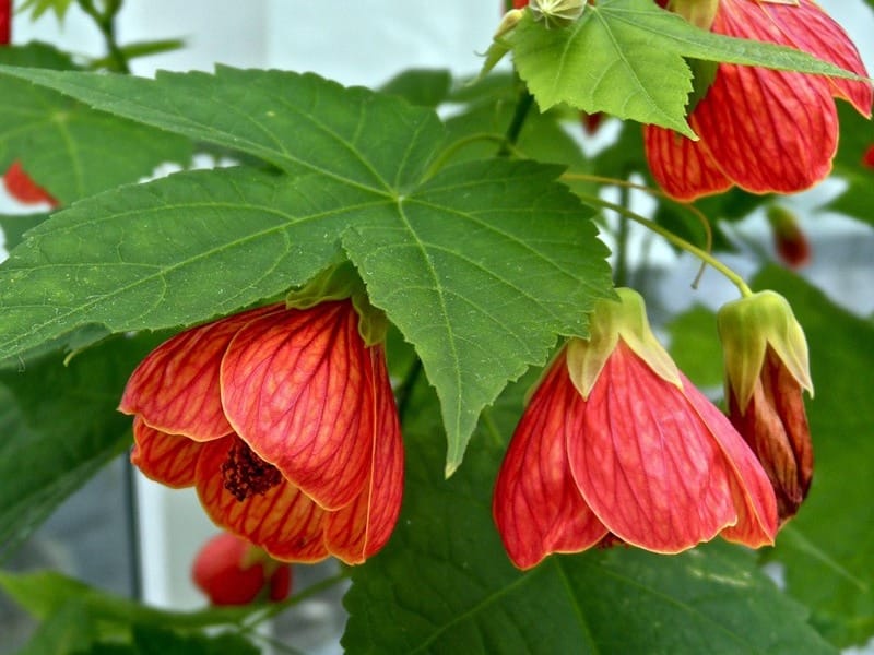 Abutilon x hybridum Clementine Flowering Maple Mallow family Malvaceae  Stock Photo - Alamy