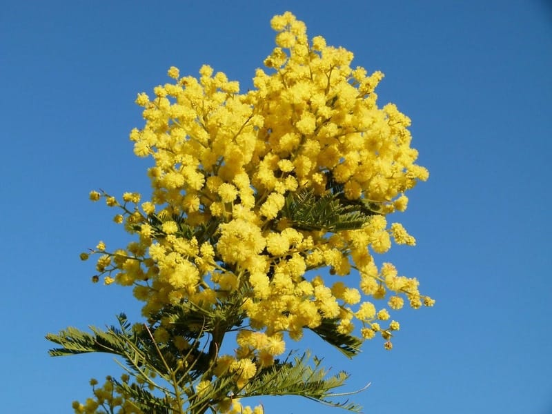 Acacia Flower High Resolution Stock Photography and Images - Alamy