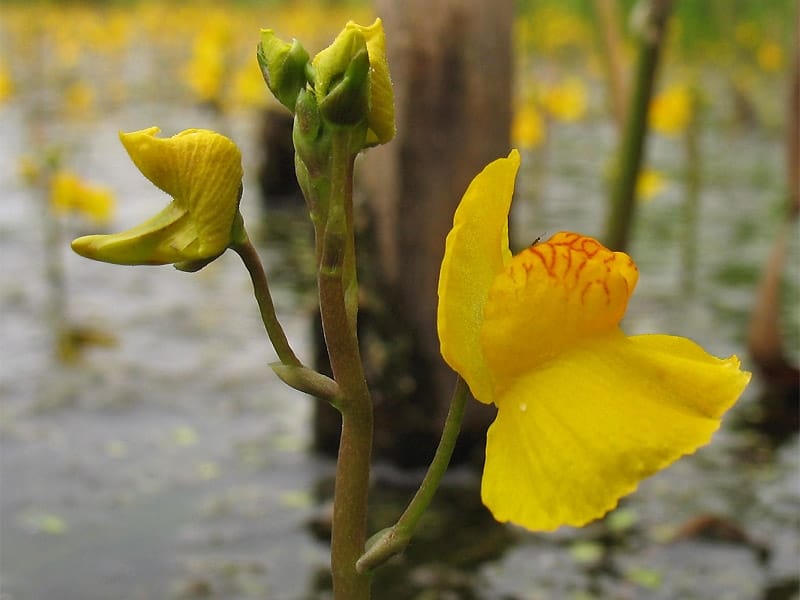 Adirondack Wildflowers: Horned Bladderwort - Utricularia cornuta