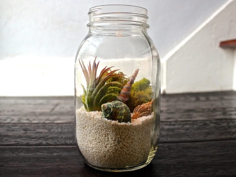 Air Plant Care Tips - Best Air Plant Planters