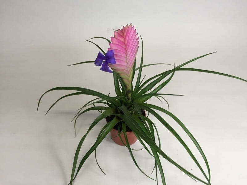 Air Plant Display Ideas