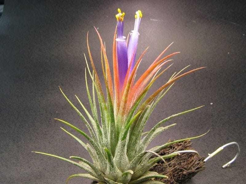 Air Plant Terrarium DIY: Create a Beautiful Miniature Garden in Glass