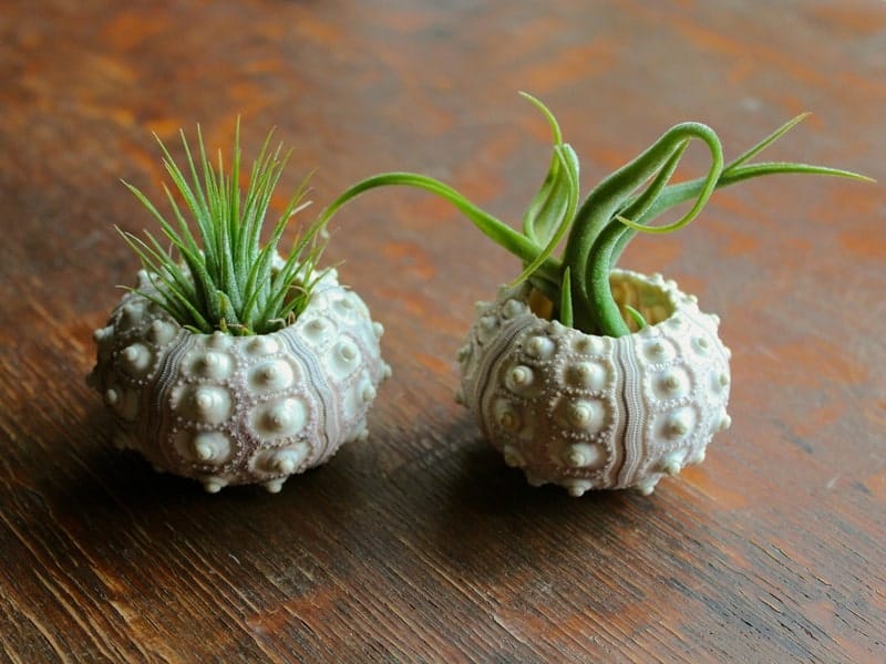 Air Plant Terrarium Ideas - Whats Ur Home Story