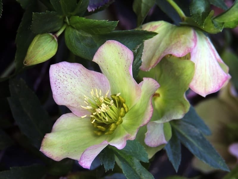 All About Hellebore; the Lenten Rose - The Good Earth Garden Center