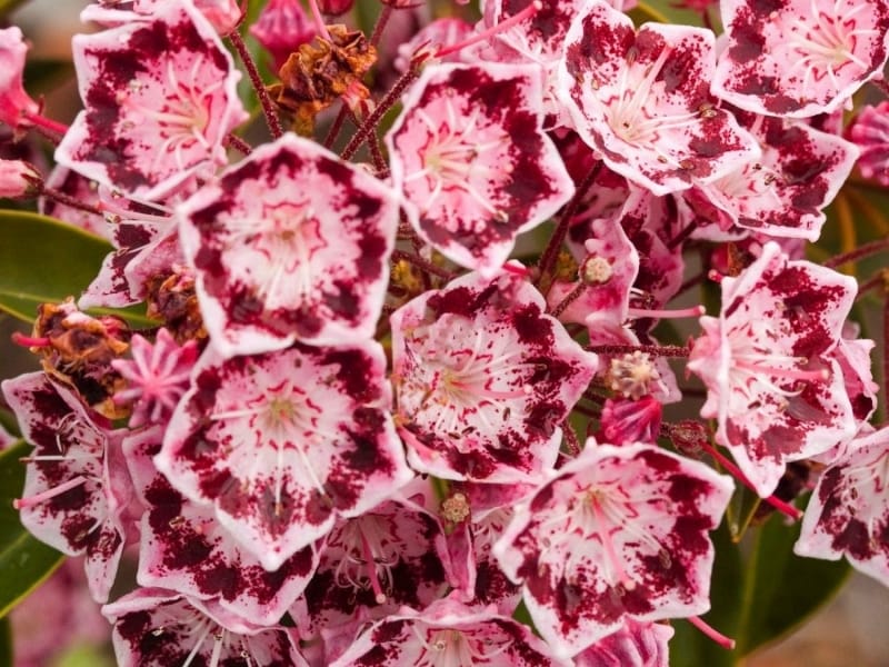 All About Mountain Laurel and Rhododendron: Spring's Floral Display  Darlings - One Green Planet